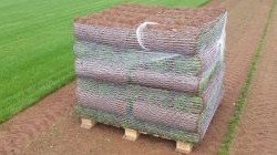 Net Free Turf in Cornwall